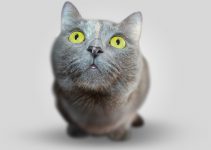 Katter är söta men kan ibland orsaka otrevlig lukt