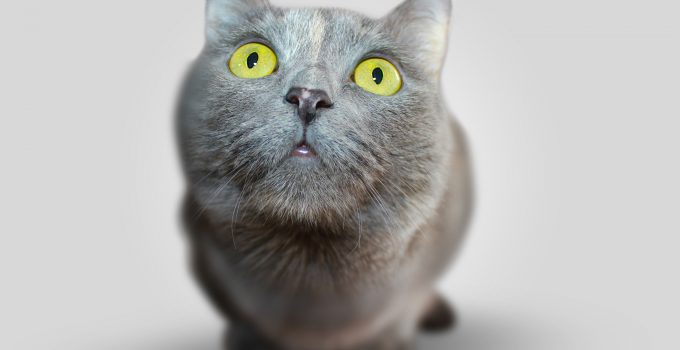 Katter är söta men kan ibland orsaka otrevlig lukt